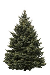 Beautiful high green coniferous tree isolated on white