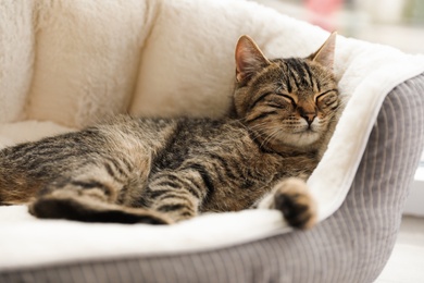 Cute tabby cat on pet bed at home, closeup