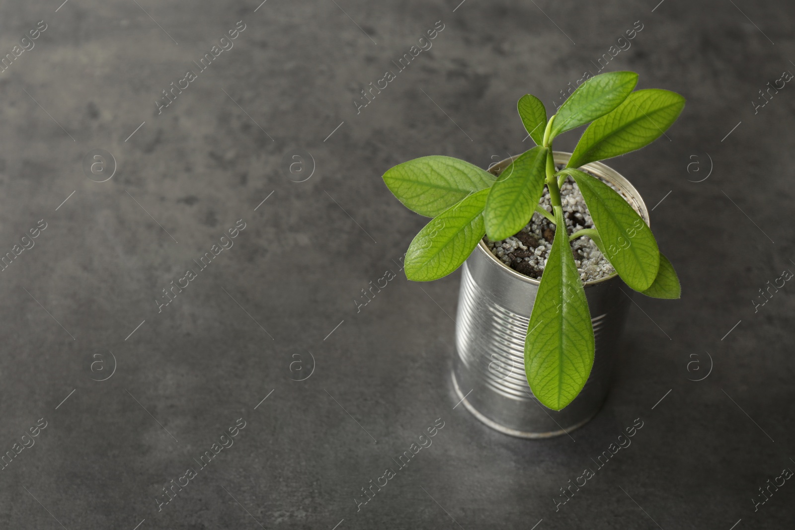 Photo of Beautiful houseplant in tin can on grey stone table. Space for text