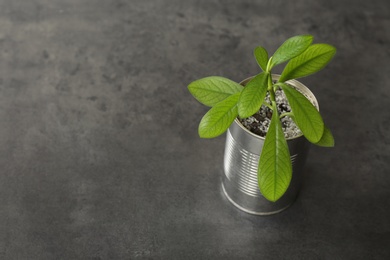 Beautiful houseplant in tin can on grey stone table. Space for text