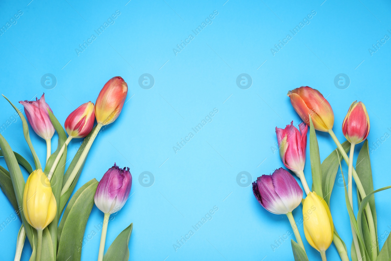 Photo of Beautiful colorful tulip flowers on light blue background, flat lay. Space for text