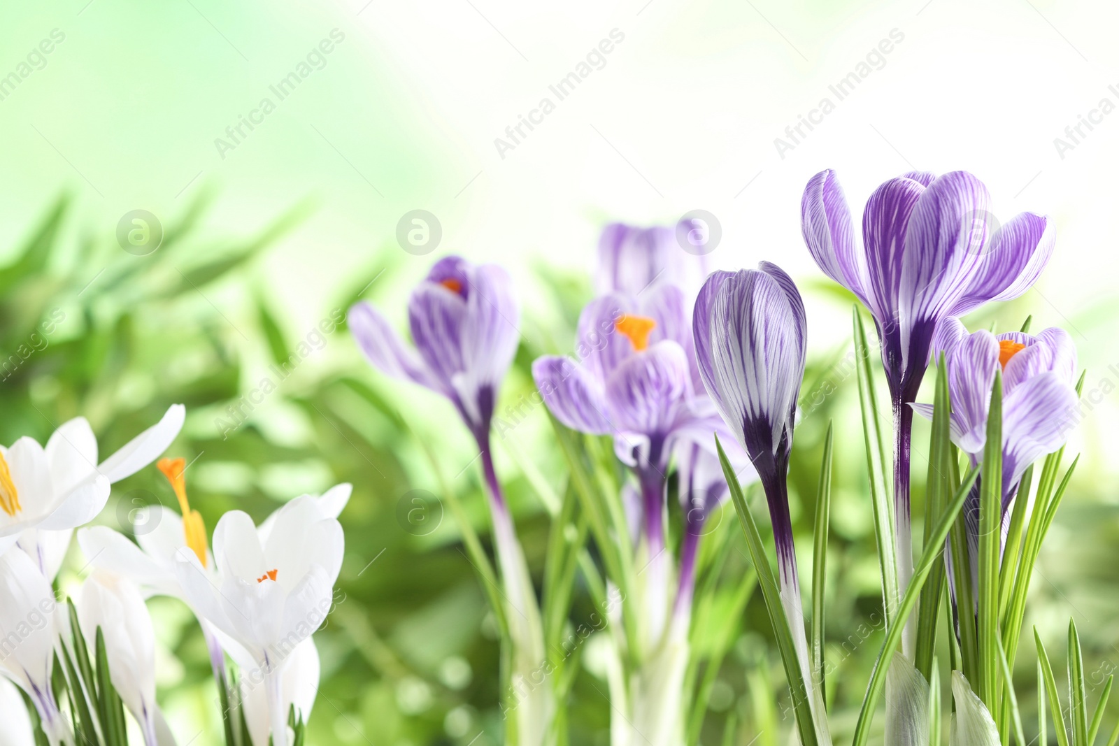 Photo of Beautiful spring crocus flowers on blurred background, space for text