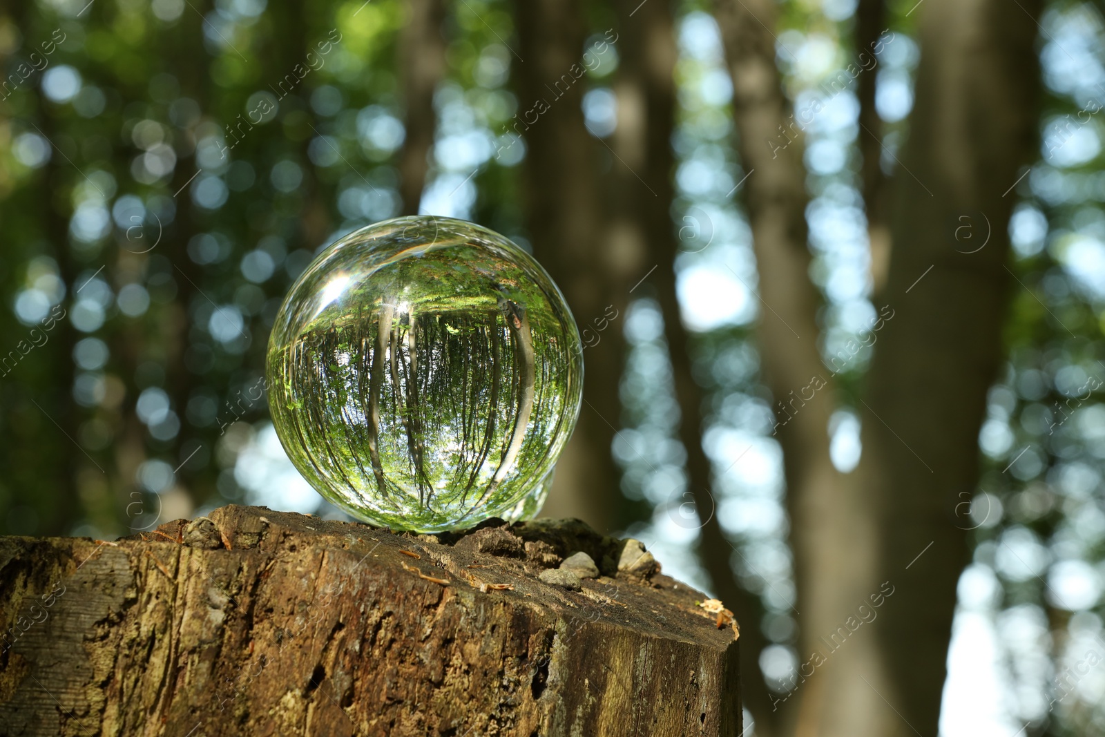 Photo of Green trees outdoors, overturned reflection. Crystal ball on stump in forest. Space for text