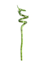 Beautiful green bamboo stem on white background