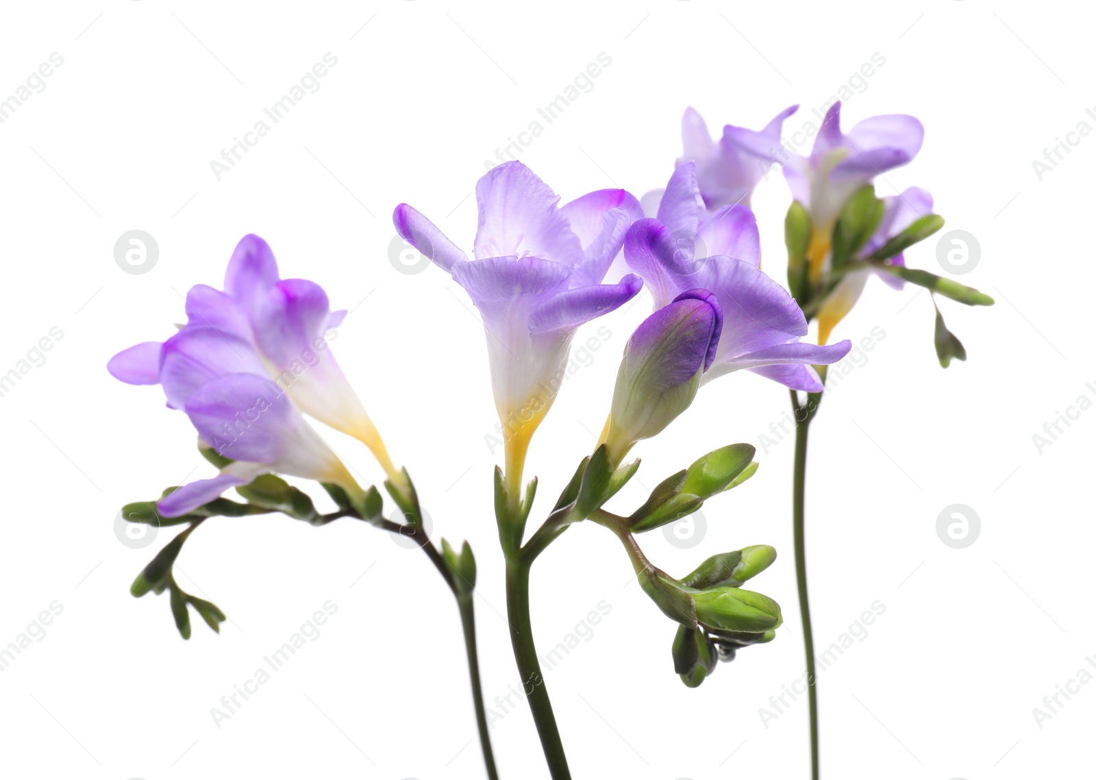 Photo of Beautiful violet freesia flowers isolated on white