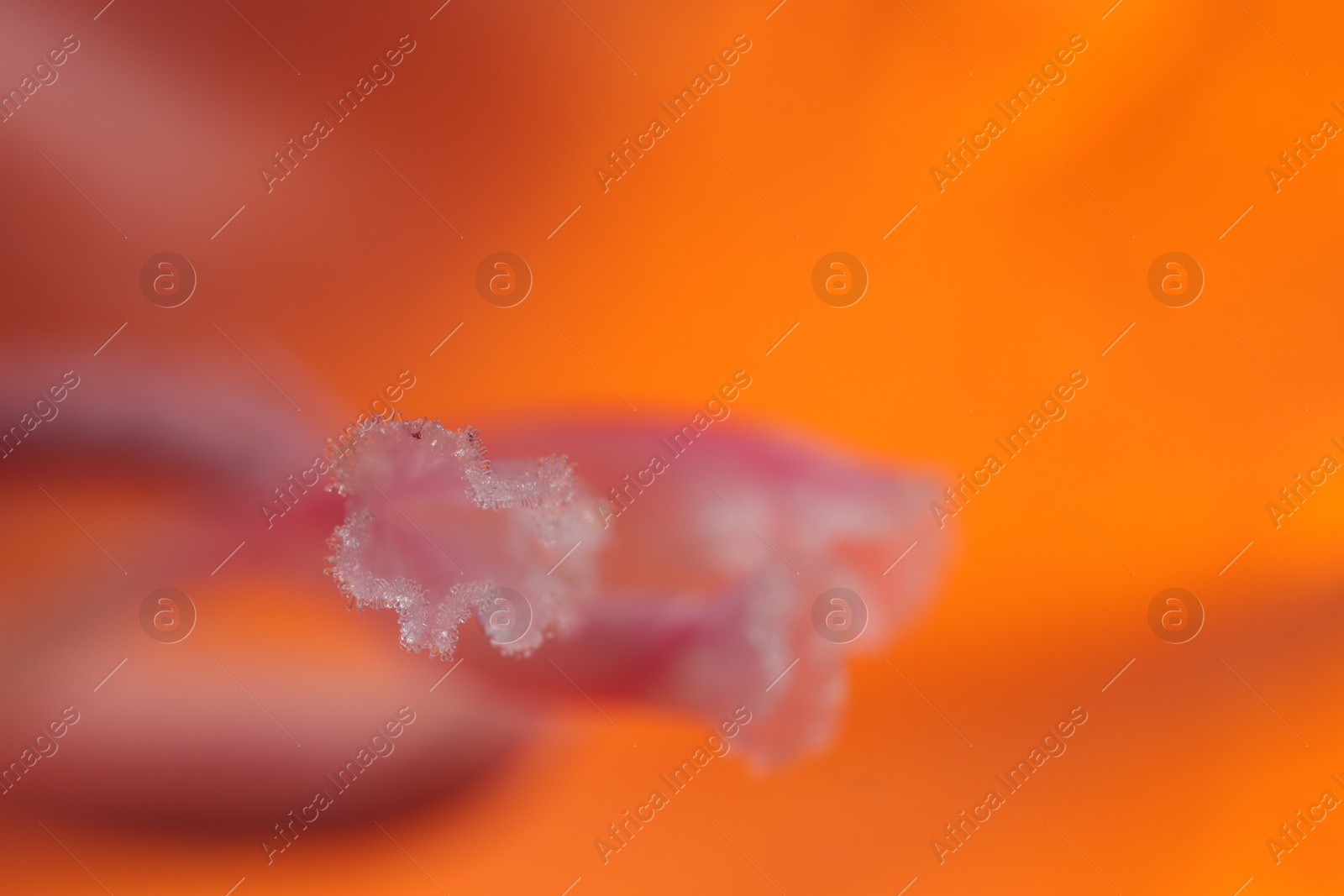 Photo of Beautiful Gladiolus flower as background, macro view