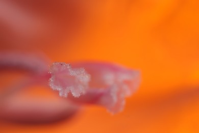Photo of Beautiful Gladiolus flower as background, macro view