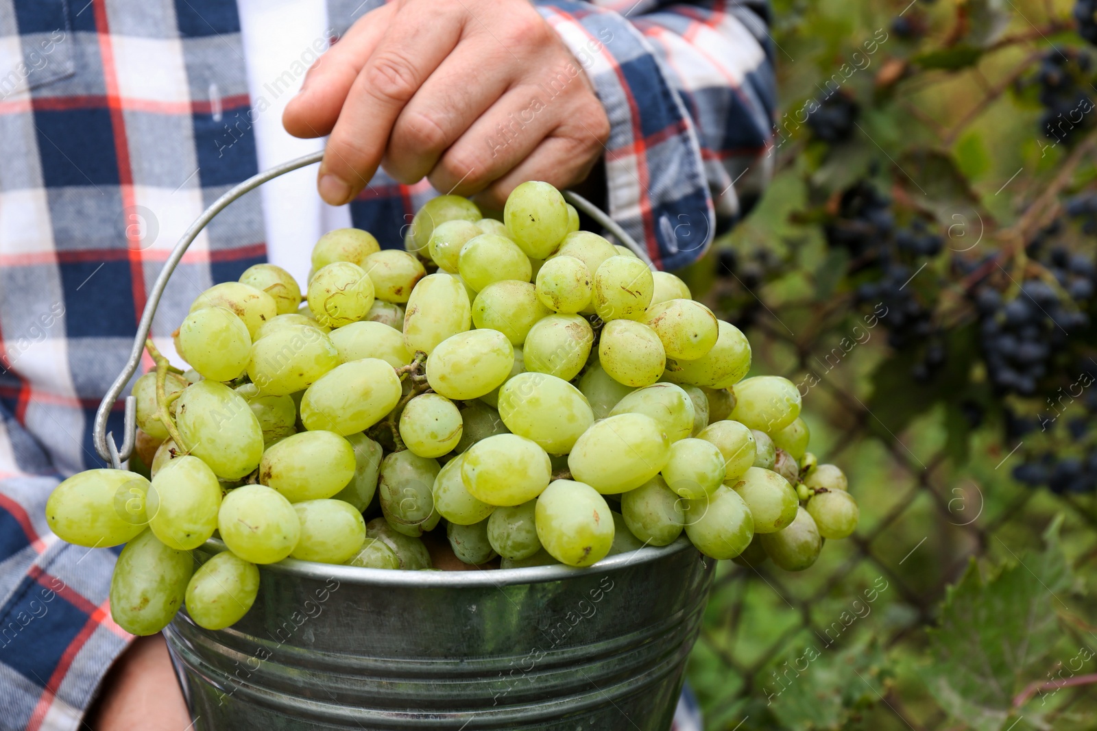 Photo of Farmer holding bucket with ripe grapes in vineyard, closeup