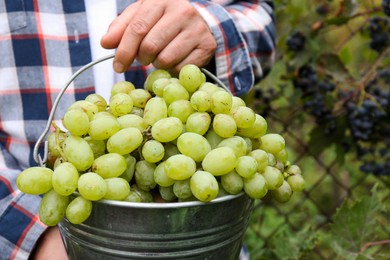 Photo of Farmer holding bucket with ripe grapes in vineyard, closeup