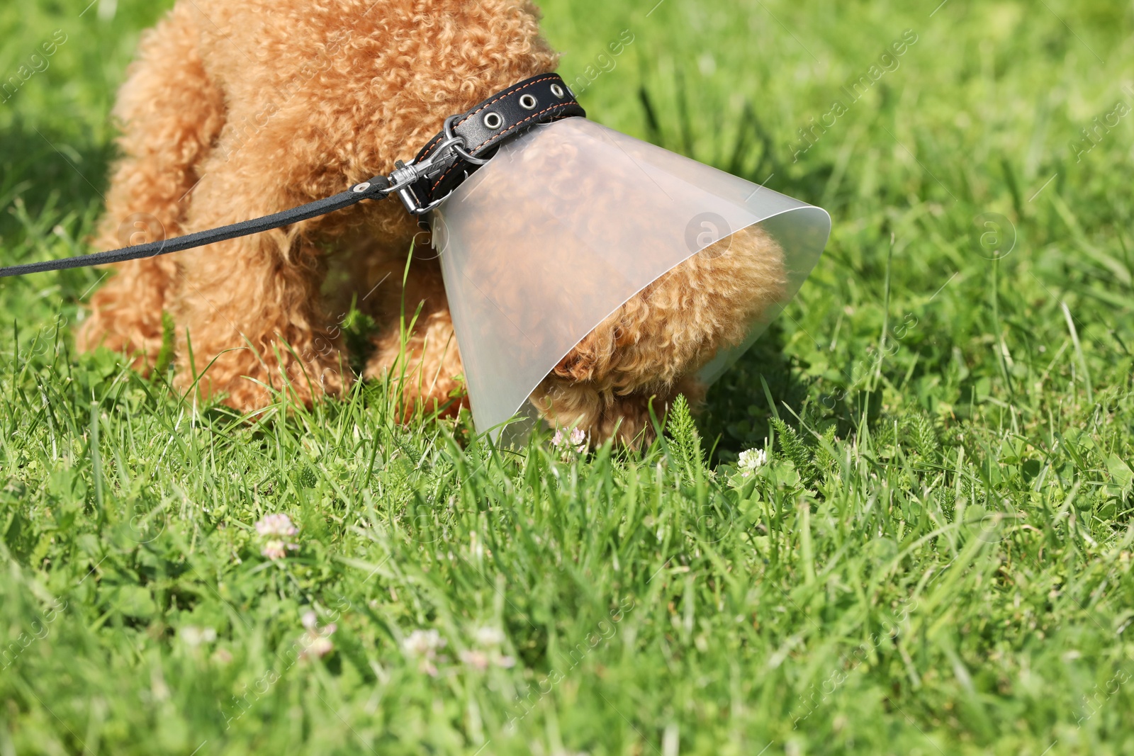 Photo of Cute Maltipoo dog with Elizabethan collar on green grass outdoors