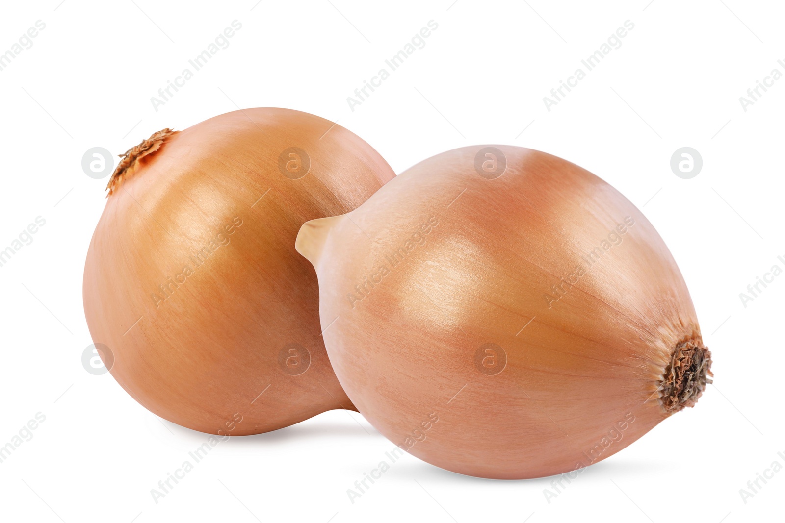 Image of Two whole fresh onion bulbs isolated on white