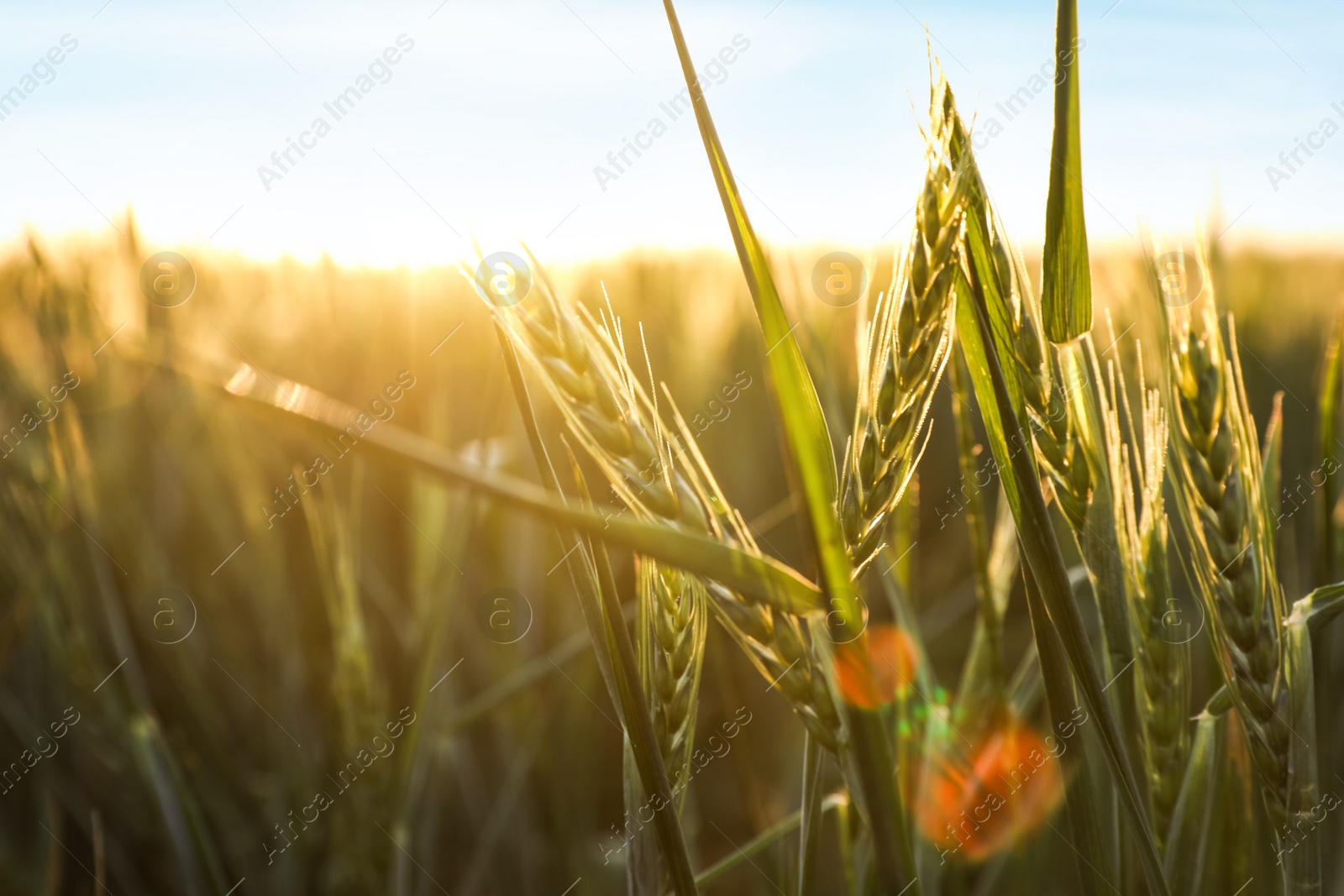 Photo of Closeup view of field with unripe spikes on sunny day