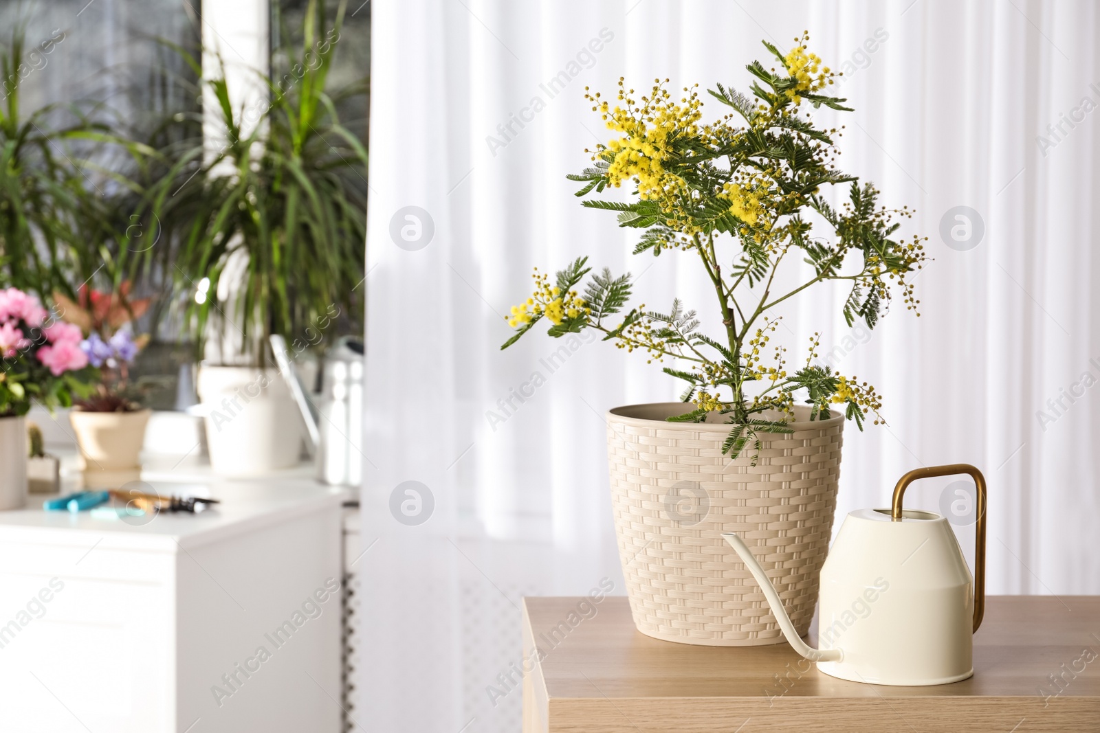 Photo of Beautiful potted mimosa and watering can on wooden table in room, space for text