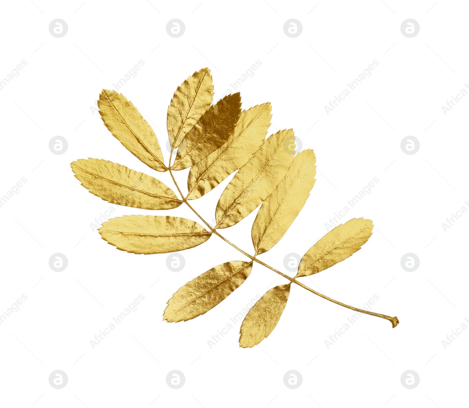 Photo of Twig of golden rowan leaves isolated on white. Autumn season