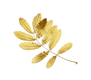 Photo of Twig of golden rowan leaves isolated on white. Autumn season