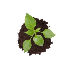 Photo of Green seedling growing in soil isolated on white, top view