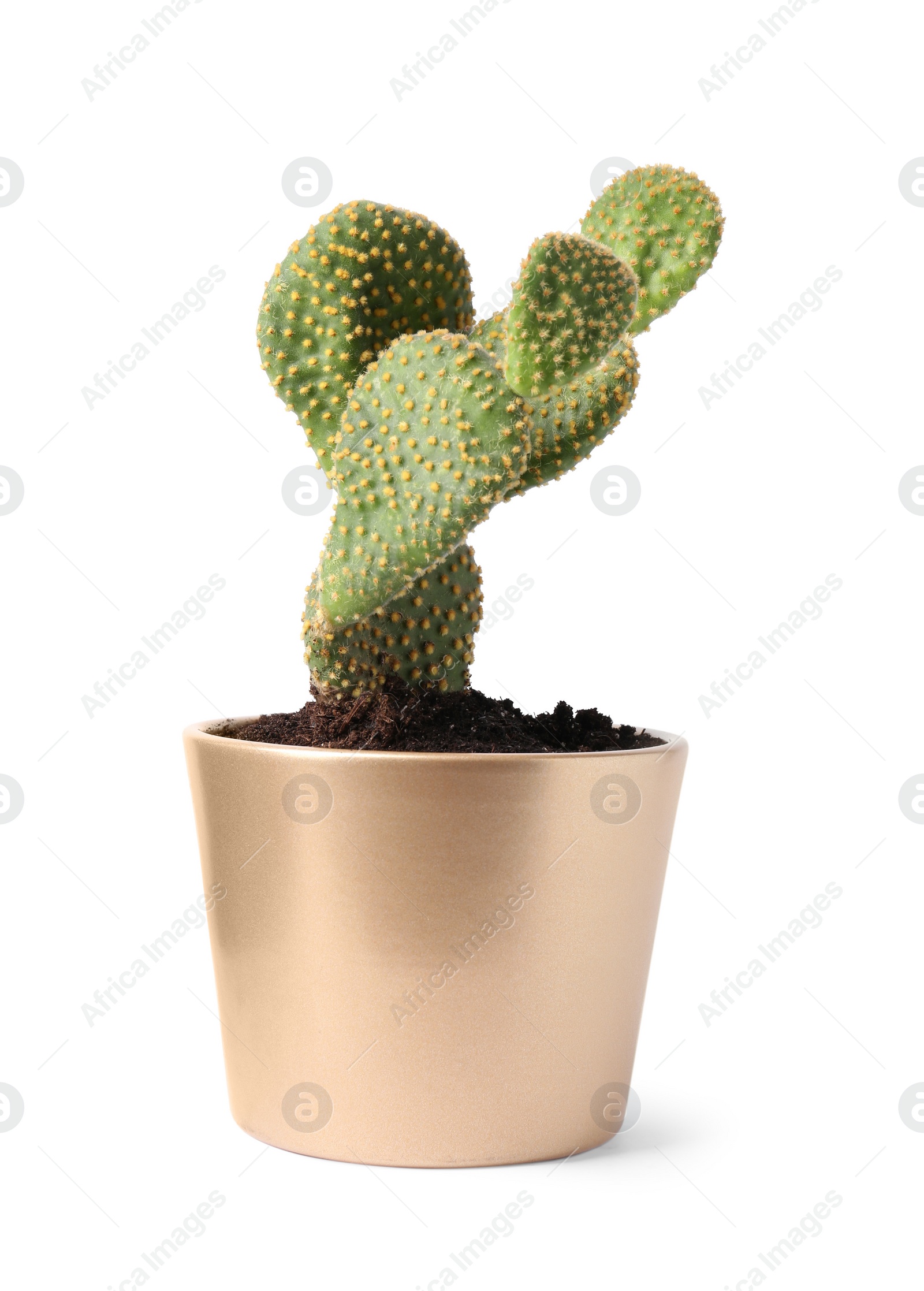 Photo of Beautiful Opuntia cactus in pot on white background