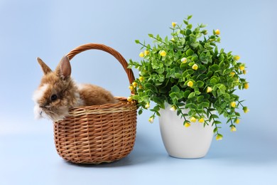 Photo of Cute little rabbit in wicker basket and decorative plant on light blue background