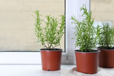 Aromatic green potted rosemary on windowsill indoors