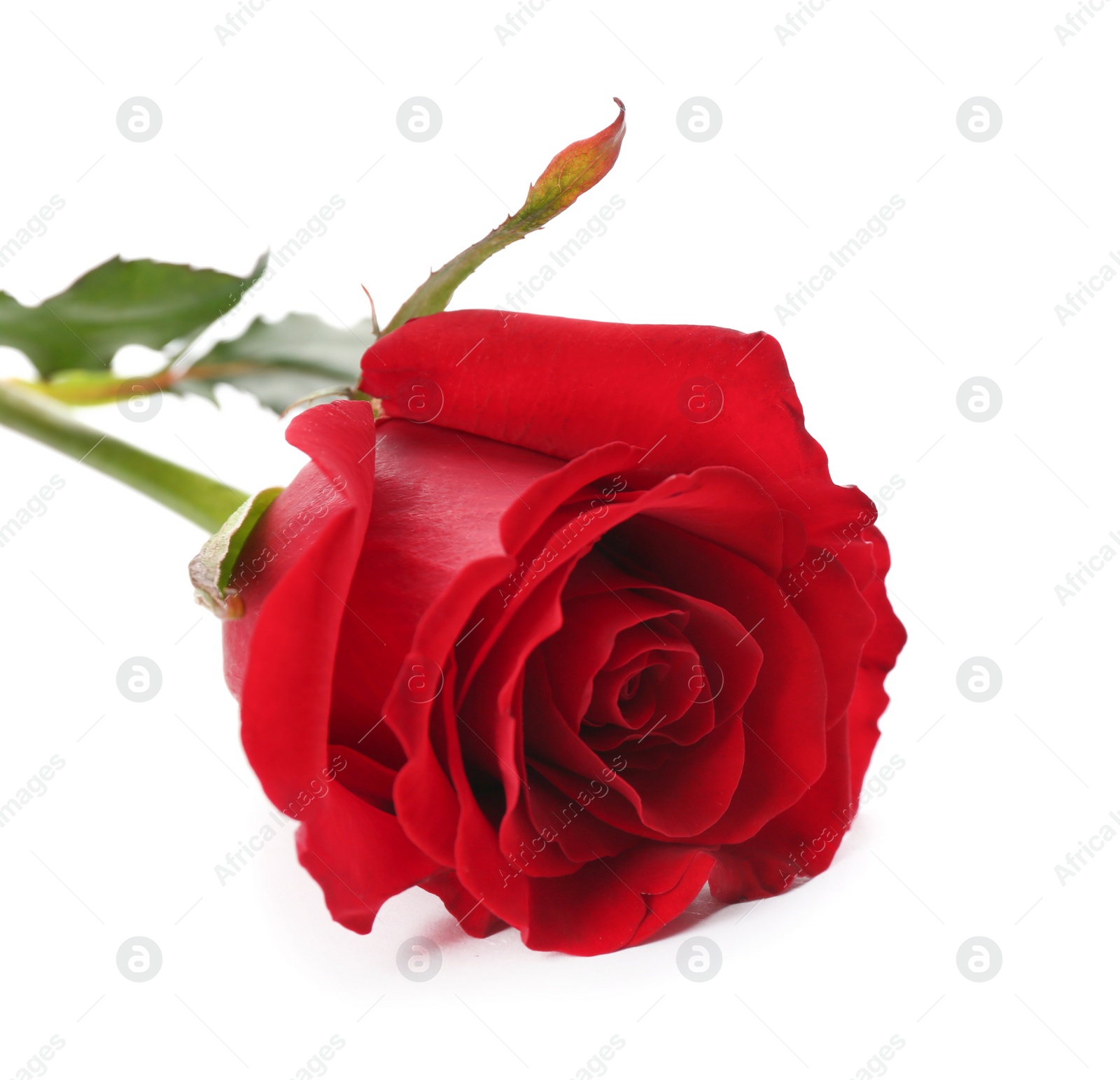 Photo of Beautiful red rose on white background. St. Valentine's day celebration