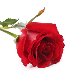 Beautiful red rose on white background. St. Valentine's day celebration
