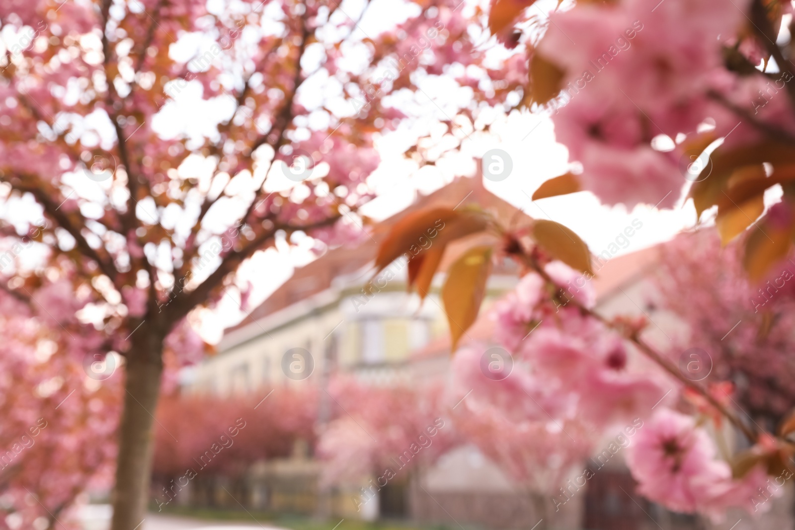 Photo of Blurred view of beautiful blossoming sakura tree outdoors. Bokeh effect