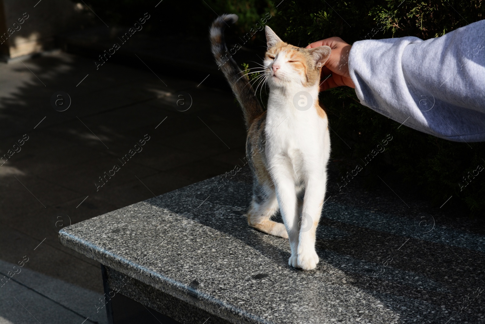 Photo of Woman stroking stray cat outdoors, closeup. Homeless pet