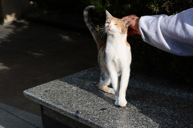 Woman stroking stray cat outdoors, closeup. Homeless pet