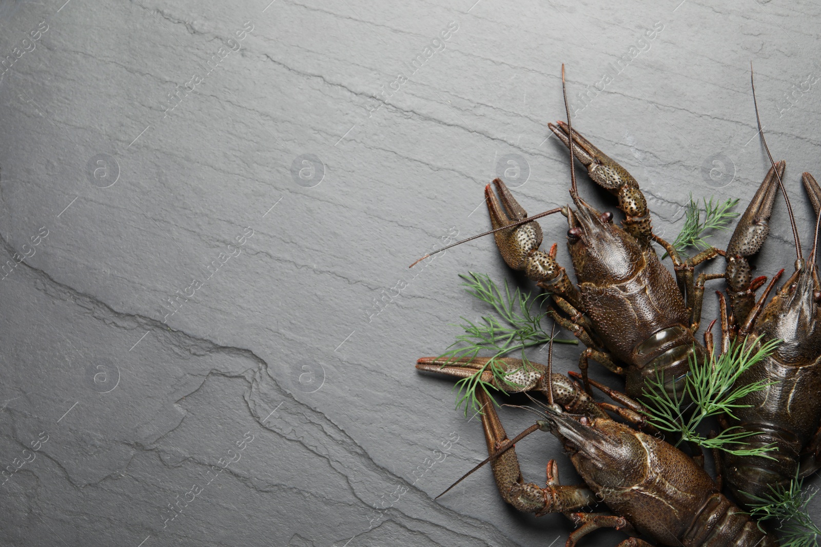 Photo of Fresh raw crayfishes with dill on black table, flat lay. Space for text