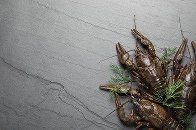 Photo of Fresh raw crayfishes with dill on black table, flat lay. Space for text