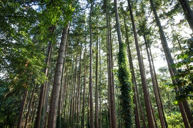 Beautiful view of green trees in forest