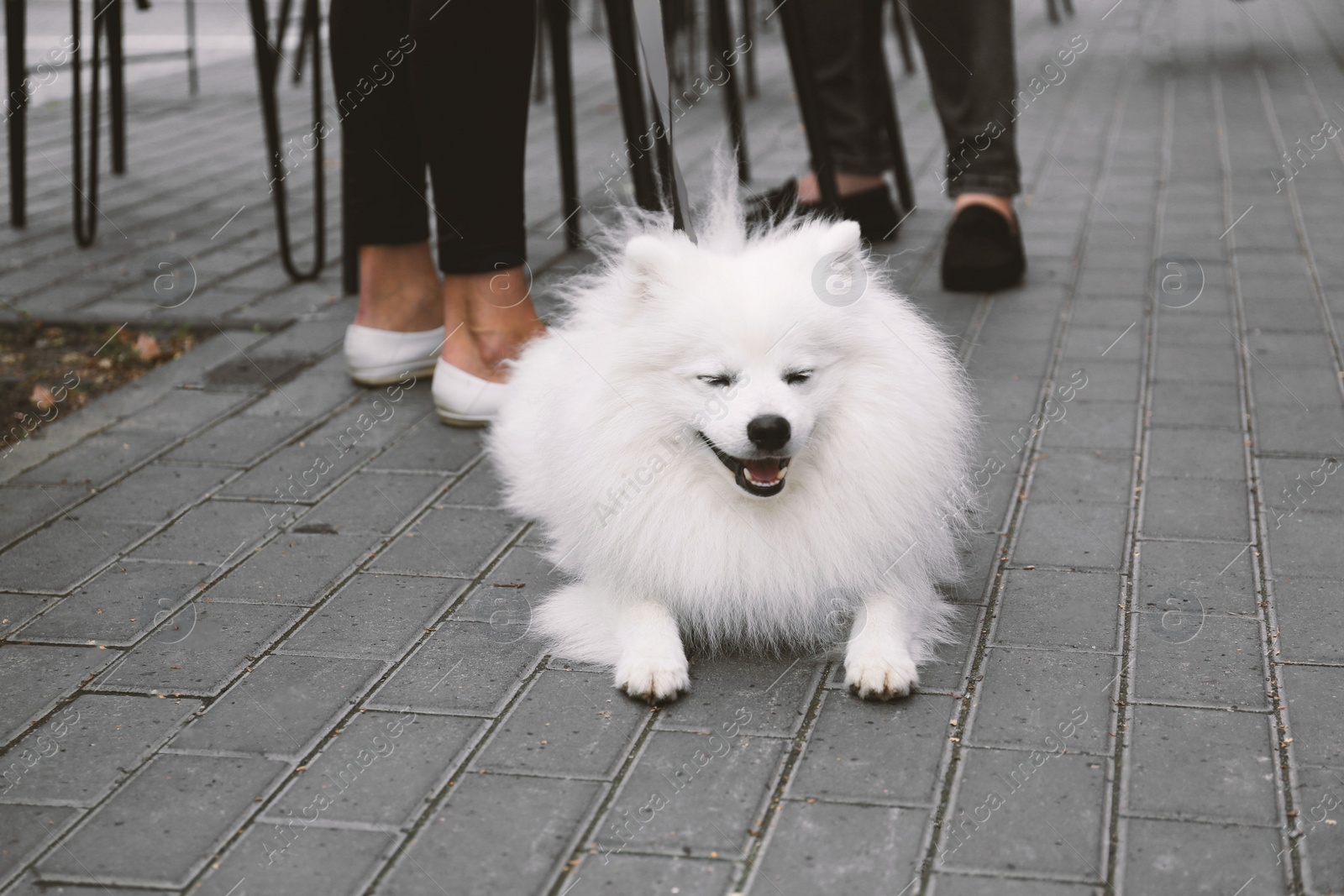 Photo of Cute fluffy Japanese spitz on city street