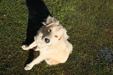 Photo of Adorable dog sitting on green grass, above view