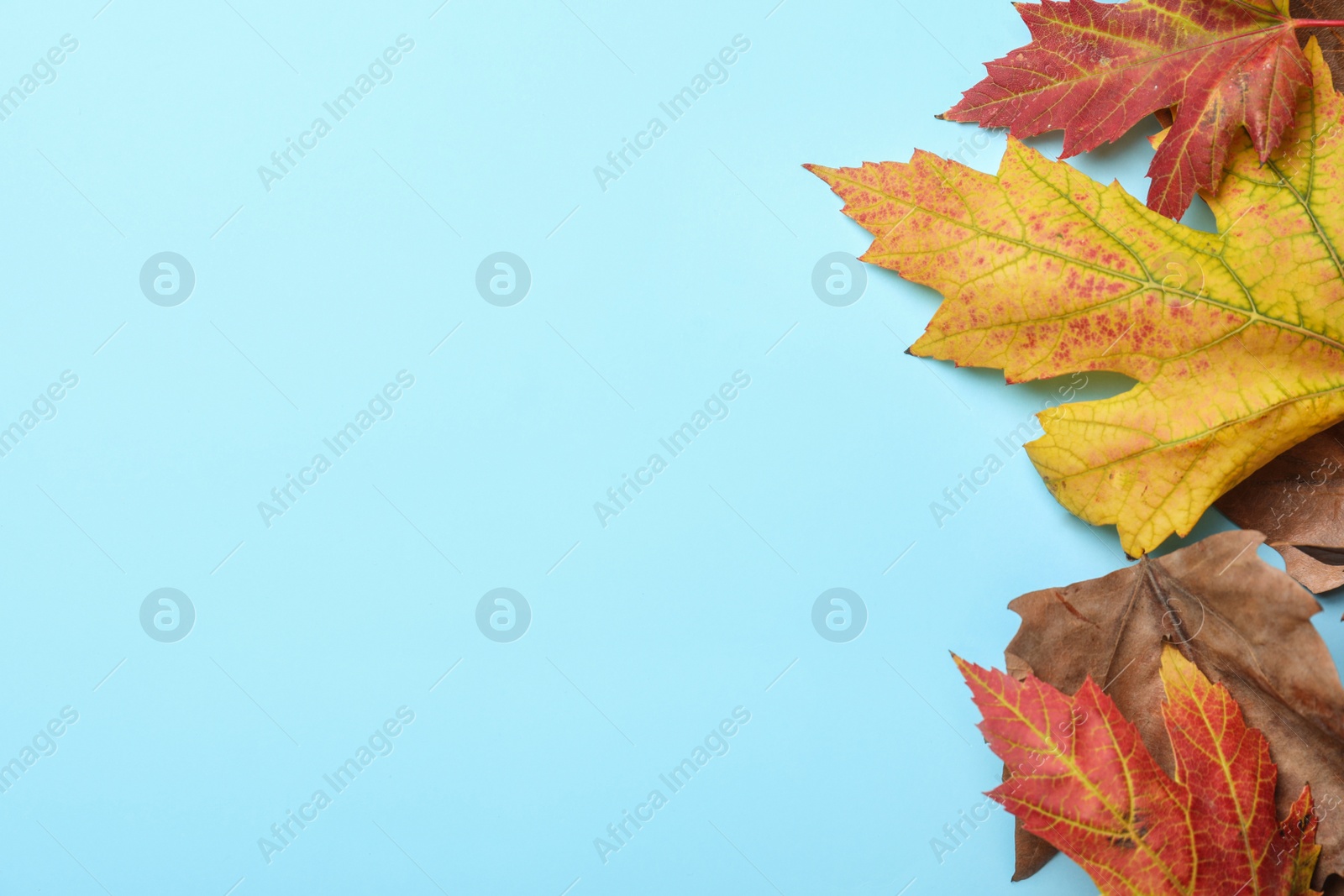 Photo of Colorful autumn leaves on light blue background, flat lay. Space for text