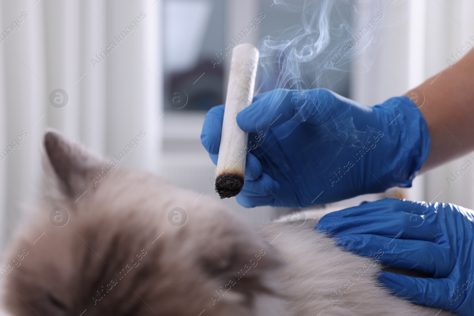 Photo of Veterinary holding moxa stick near cat in clinic, closeup. Animal acupuncture treatment