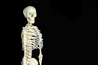 Photo of Artificial human skeleton model on black background. Space for text