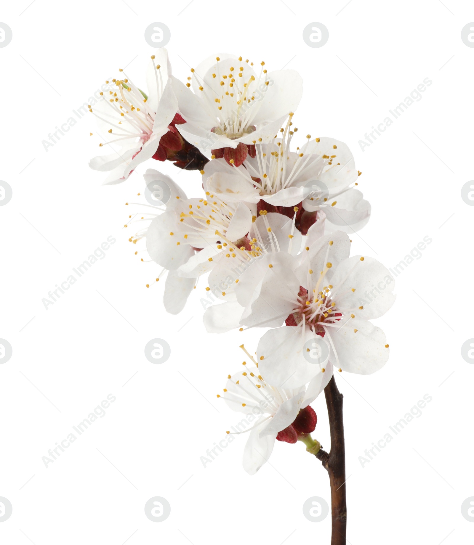 Photo of Branch with beautiful fresh spring flowers on white background