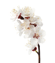 Photo of Branch with beautiful fresh spring flowers on white background