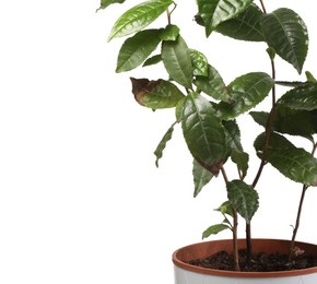 Houseplant with damaged leaves on white background, closeup