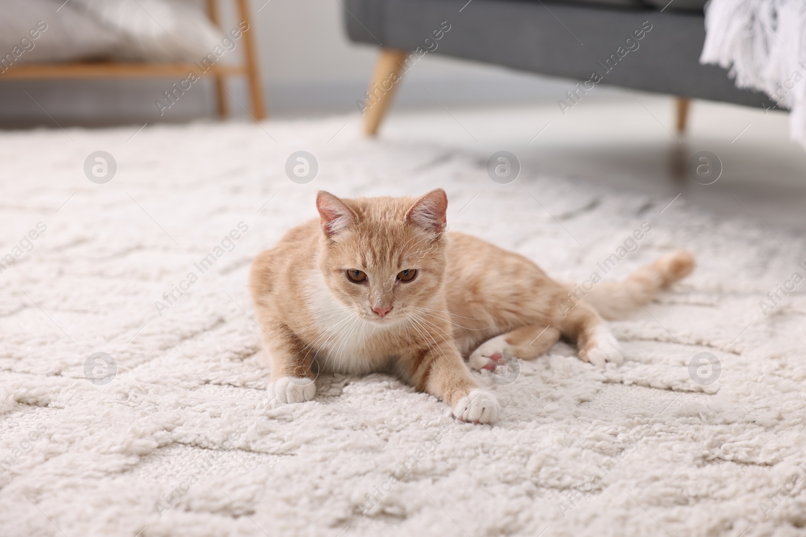 Photo of Cute ginger cat lying on floor at home