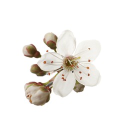 Photo of Beautiful fresh cherry blossoms isolated on white