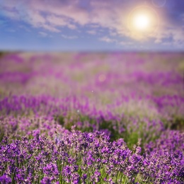 Image of Beautiful sky over lavender field on sunny day
