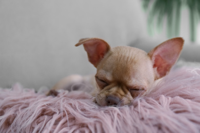 Cute Chihuahua puppy sleeping on faux fur indoors. Baby animal