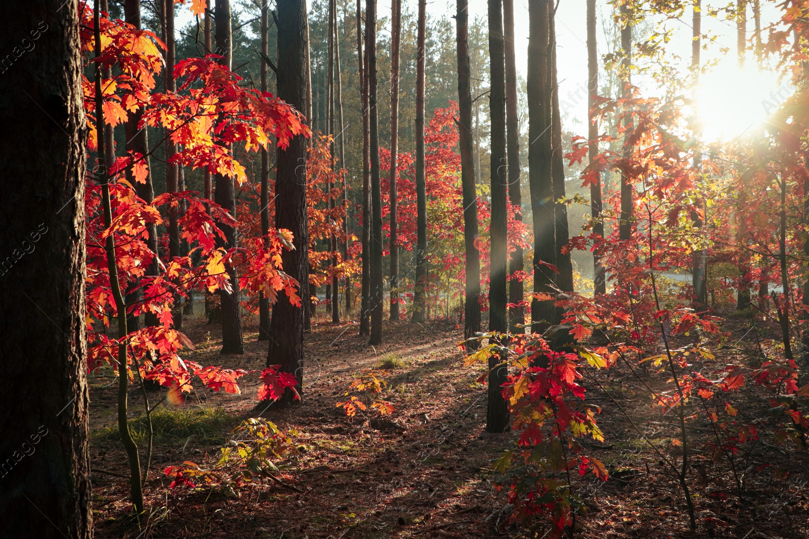 Photo of Picturesque view of forest with trees on sunny day. Autumn season