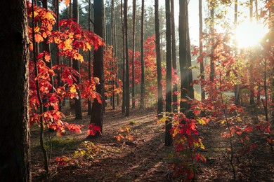 Picturesque view of forest with trees on sunny day. Autumn season