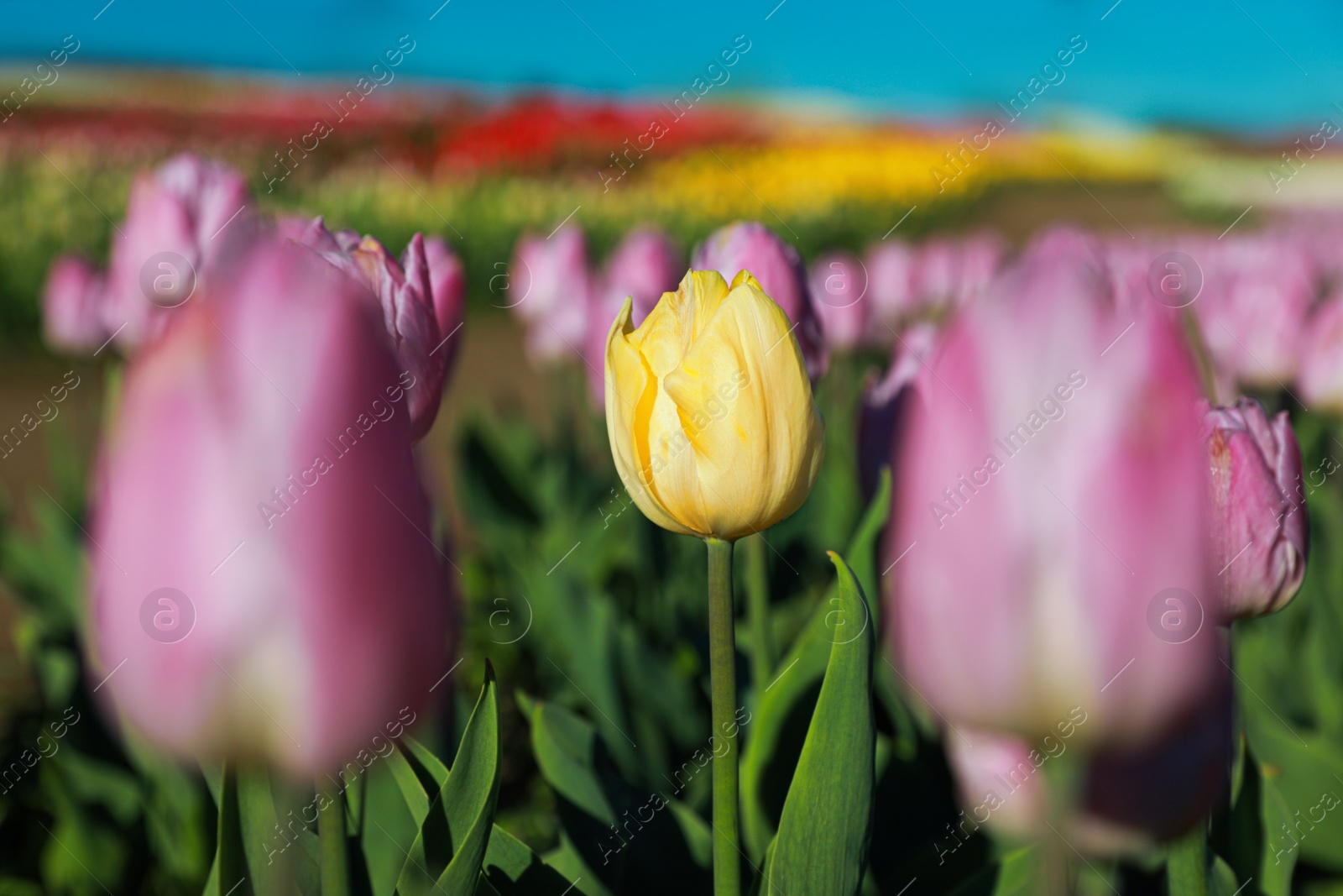 Photo of Blossoming tulips in field on sunny day