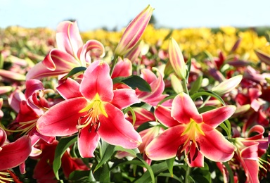 Beautiful bright pink lilies growing at flower field