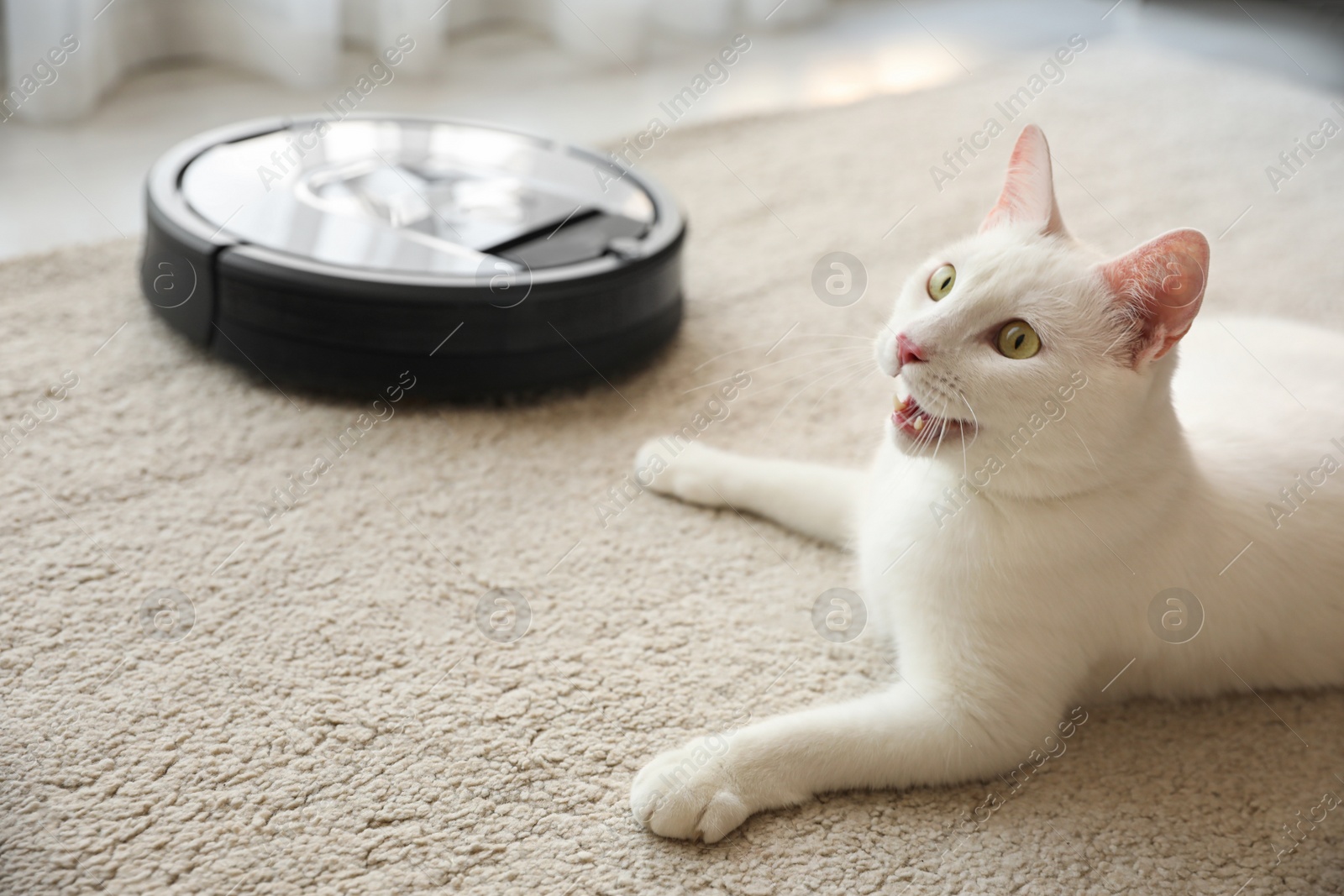 Photo of Modern robotic vacuum cleaner and cute cat on floor indoors