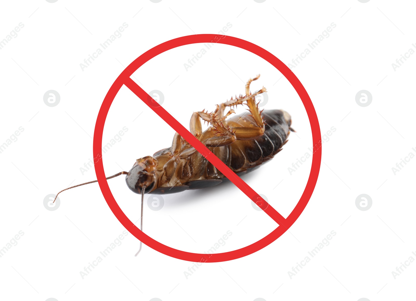 Image of Dead cockroach with red prohibition sign on white background. Pest control