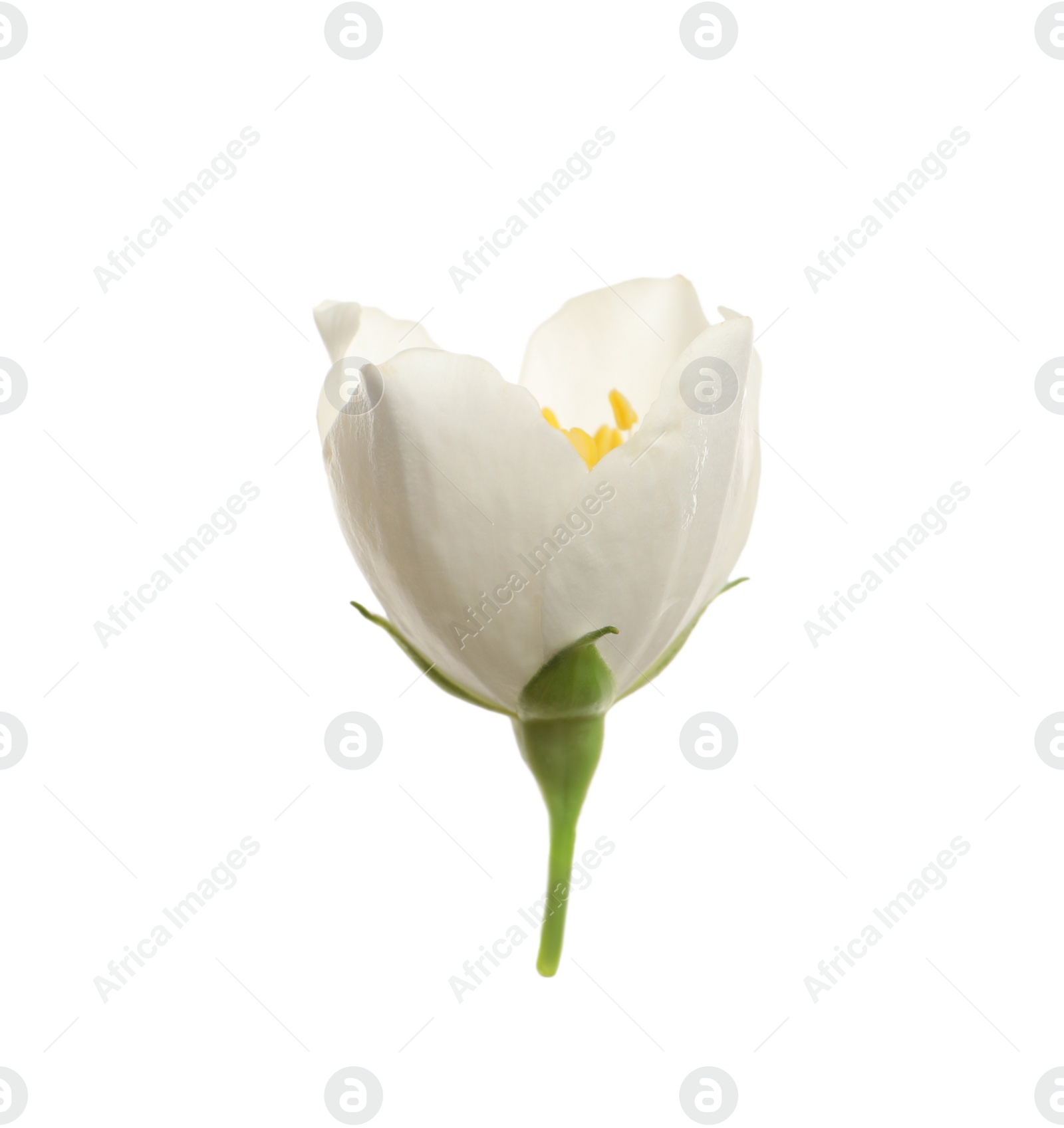 Photo of Beautiful flower of jasmine plant isolated on white